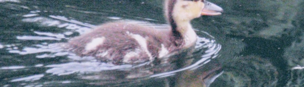 A picture of an adorable fuzzy duckling, swimming in the water.