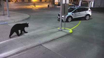 800BearDowntownStPaul