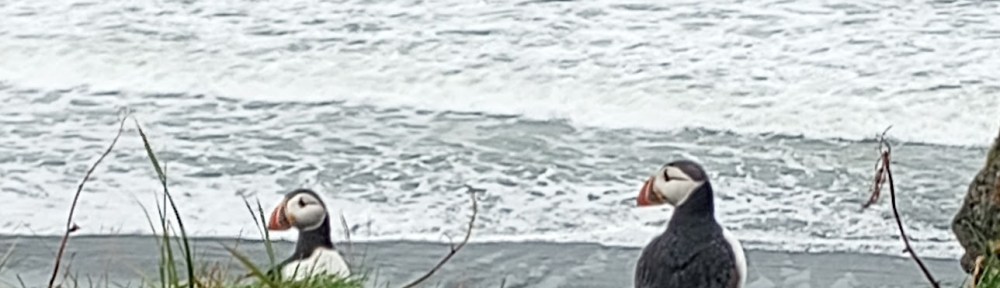 Two puffins, hanging out on a grassy cliff overlooking the ocean, in Iceland